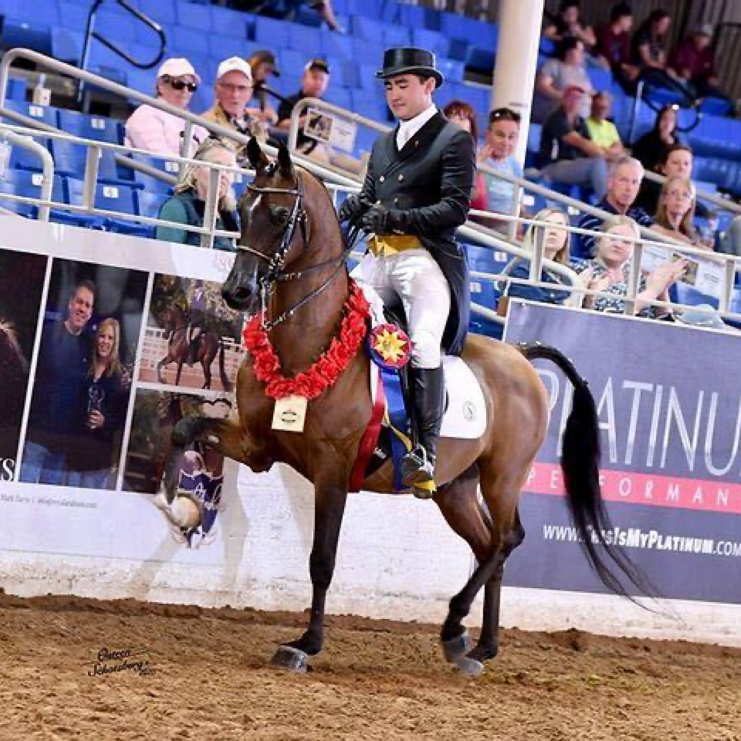 From Youth Rider to Professional Trainer - How Josh Shino Became One To Watch In the Arabian World