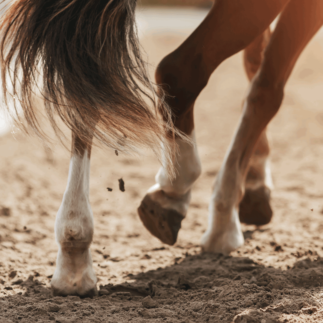 Horse Conditioning for Top Performance