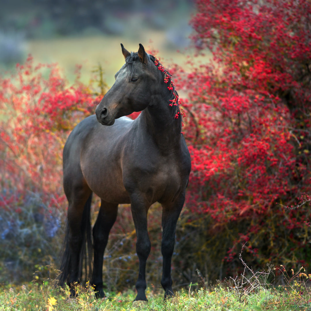 Help Your Horse Smoothly Transition into Fall with These Horse Care Tips & Tricks