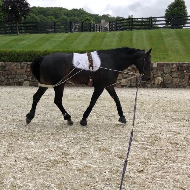 Corro Courses: Lunging 101<br>Presented By The PonyApp