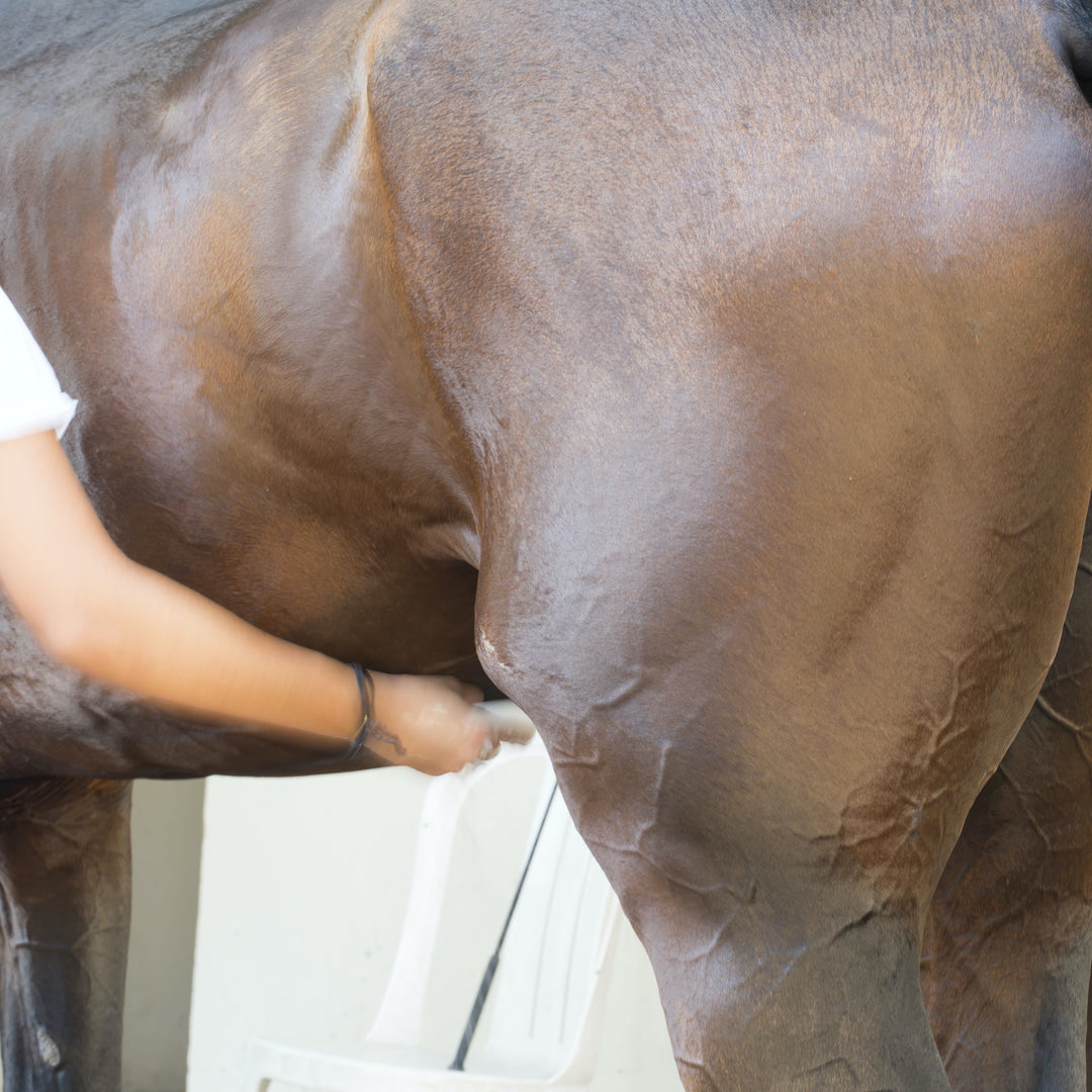 Corro Courses: Equine Sheath & Udder Cleaning
