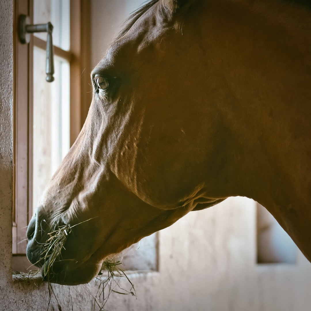Corro's Guide to Equine Gastric Ulcers