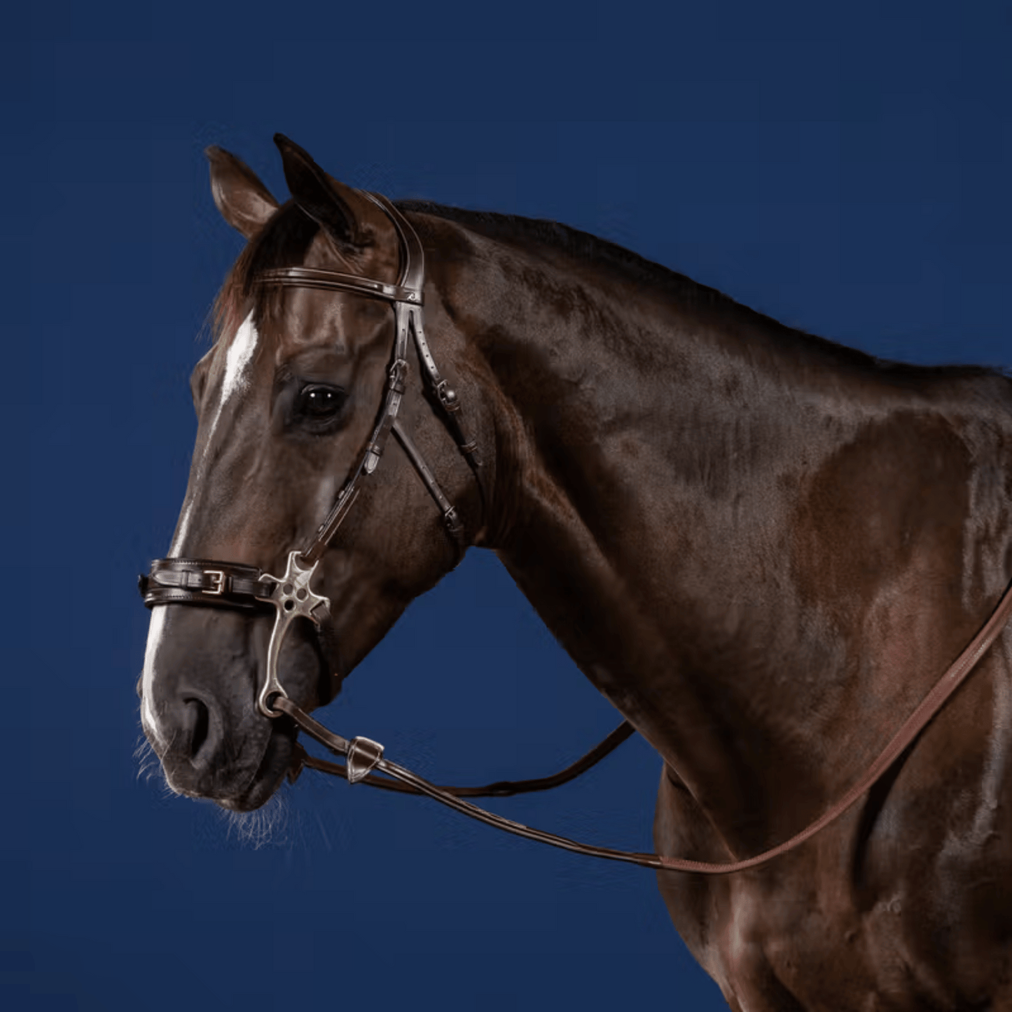 Dy'on Hackamore Bridle US Collection