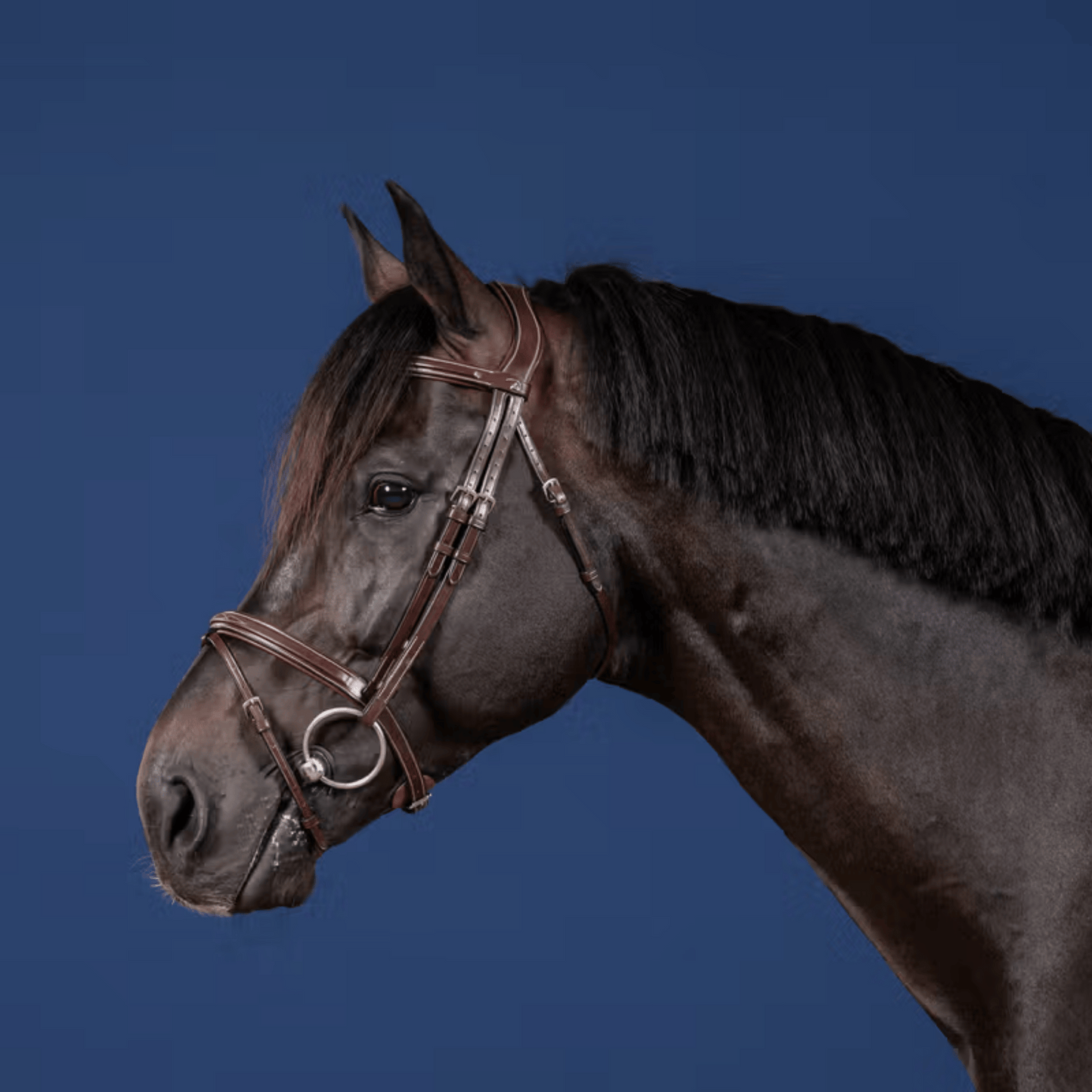 Dy'on Flash Noseband Bridle US Collection