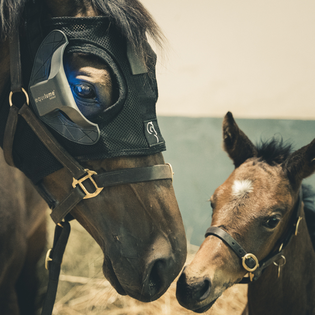 EquiLume Belfield Seasonal Breeding Light Mask + Smart Key