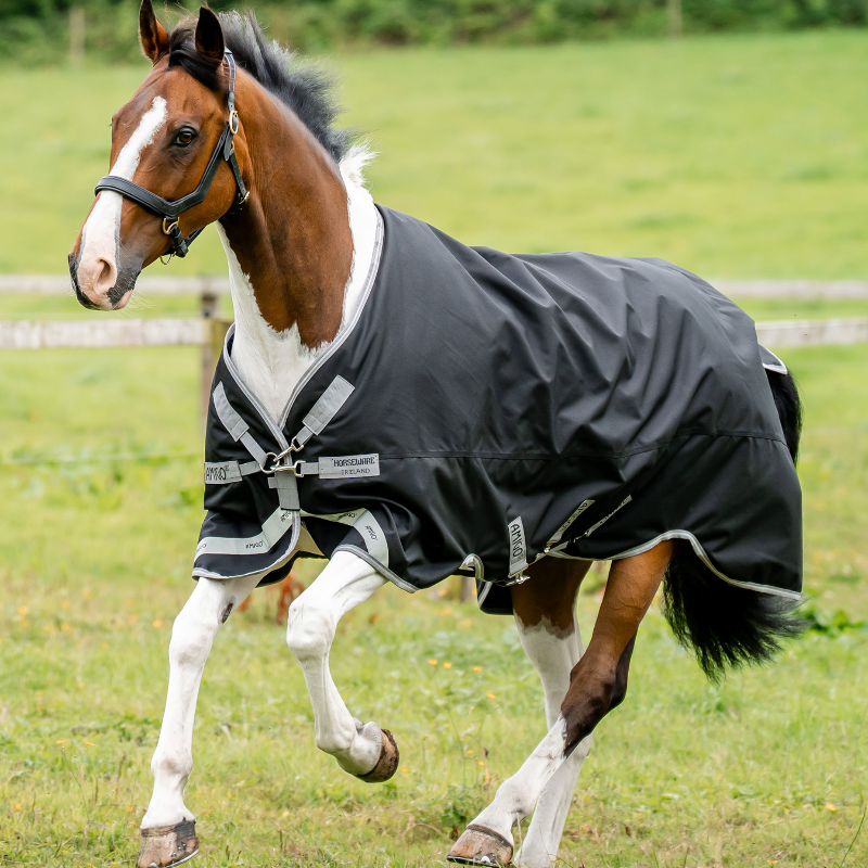 Horse wearing a black rug in a grassy field