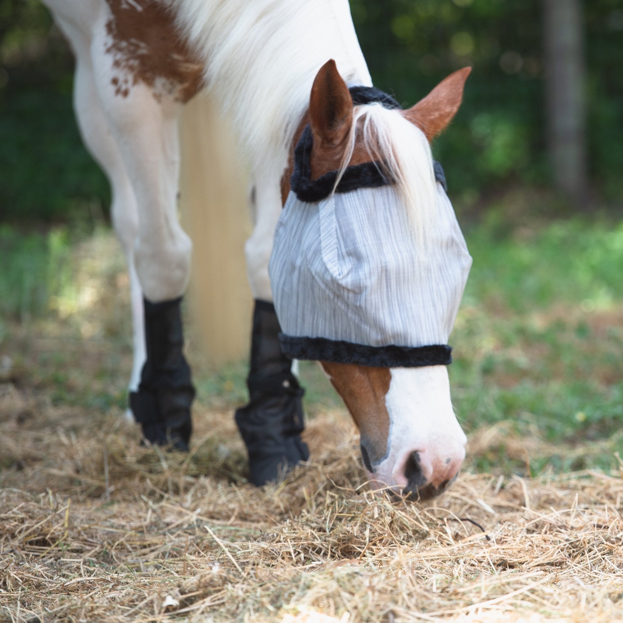 9 Fly Control Strategies for Your Barn - Corro