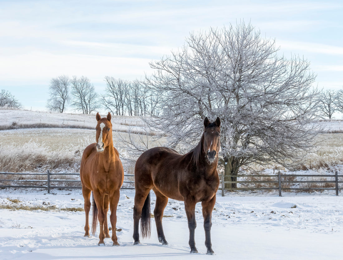 Caring for Your Senior Horse Through Winter