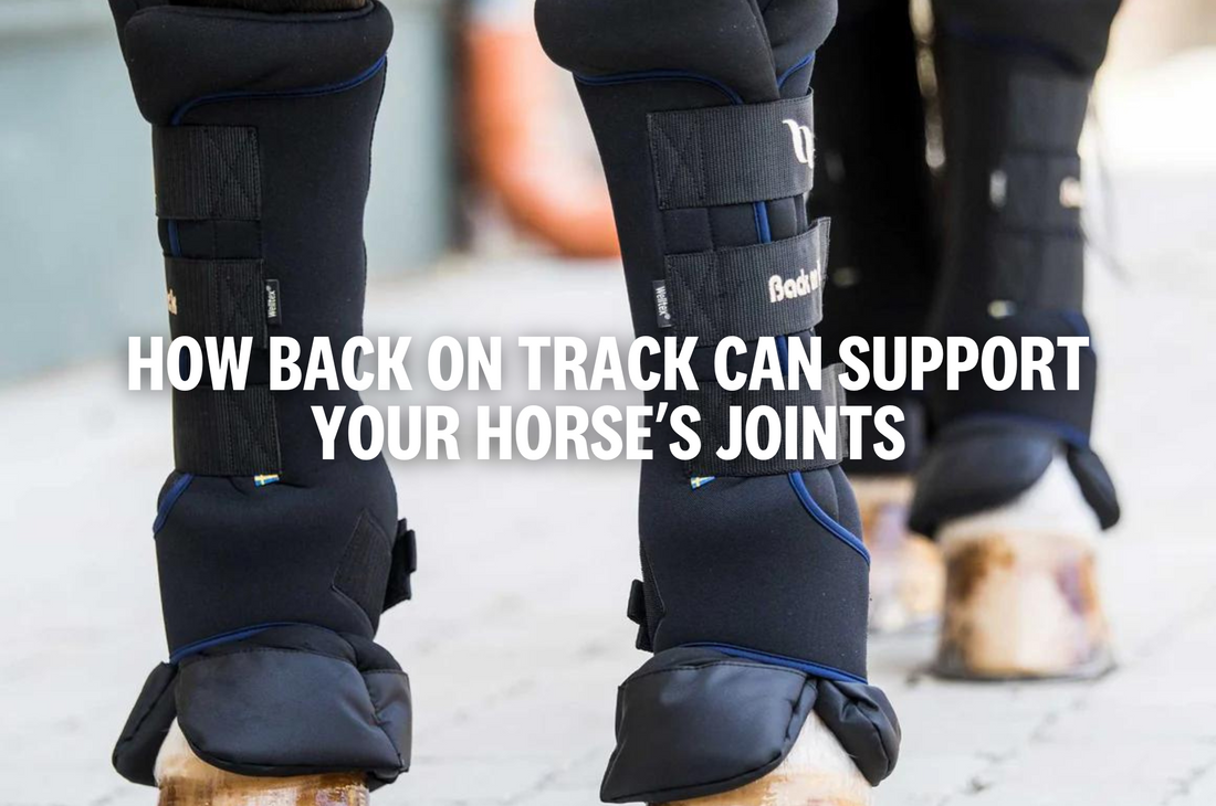 Let Back on Track Support your Horse's Joints