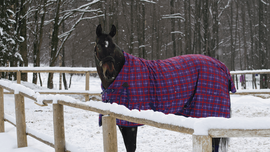 Horse Blanketing Myths & Tips: How to Blanket Smarter (Not Heavier)