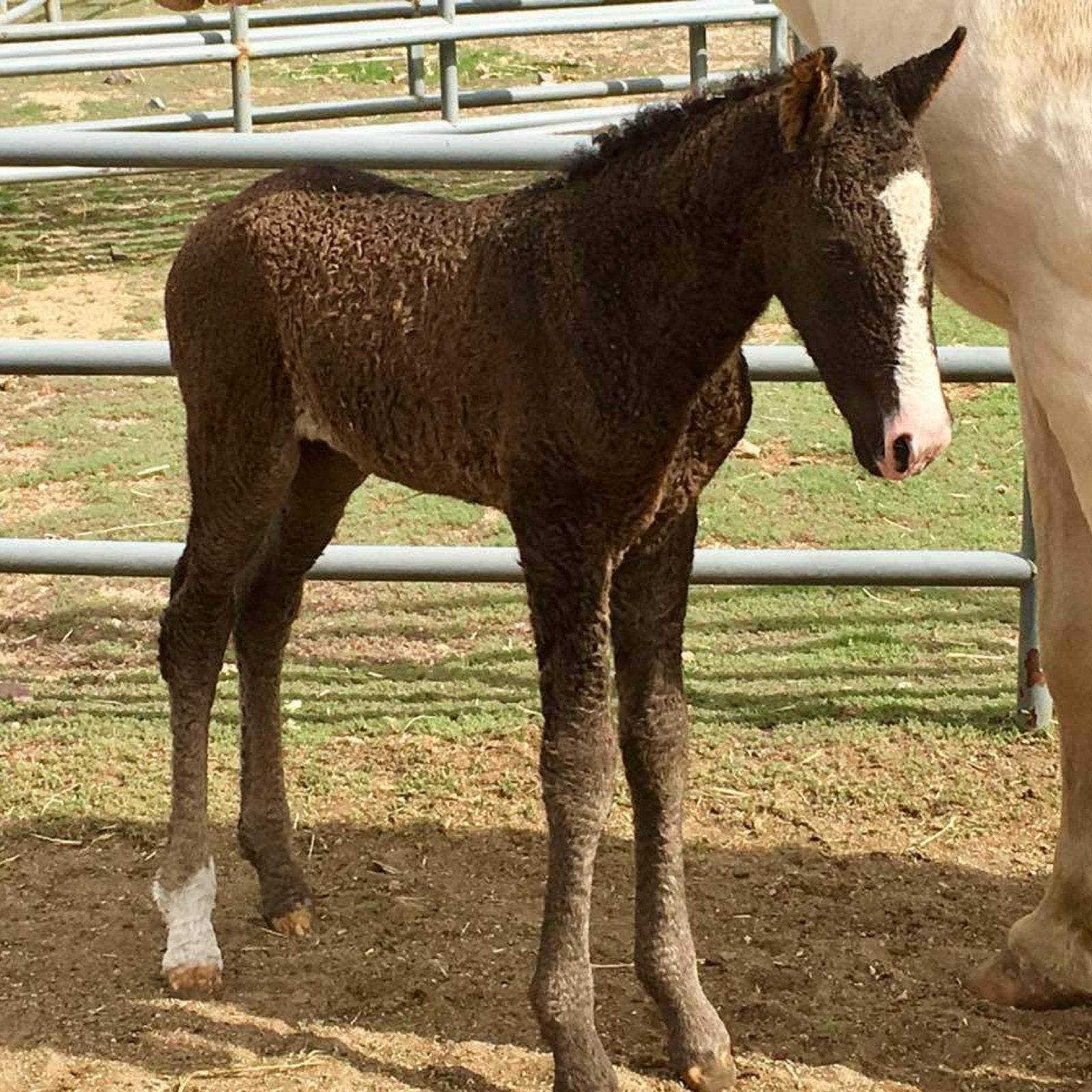 American Bashkir Curly Horses: What You Need To Know About This Beautiful Breed - Corro