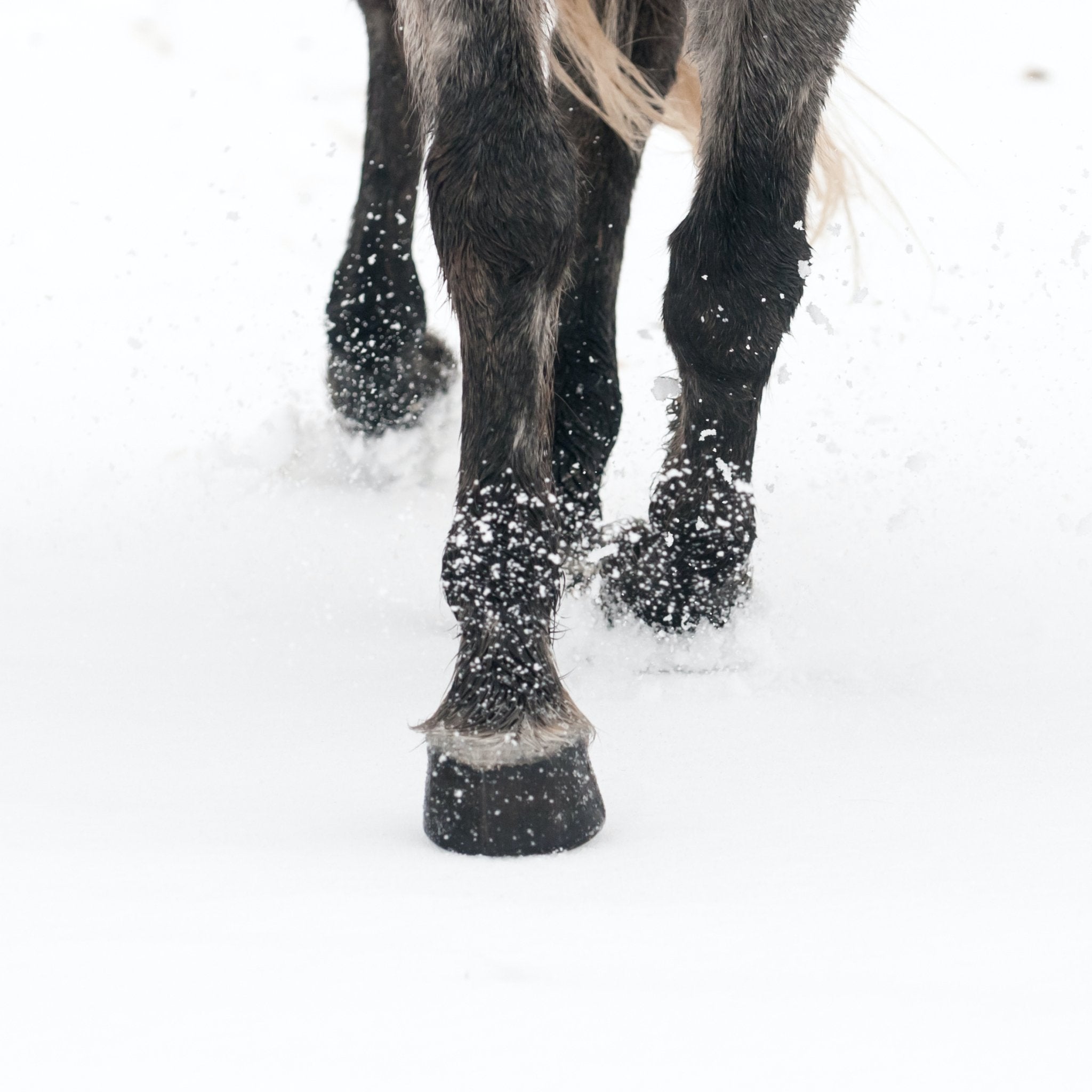 Caring for Your Horse's Hooves During Winter - Corro