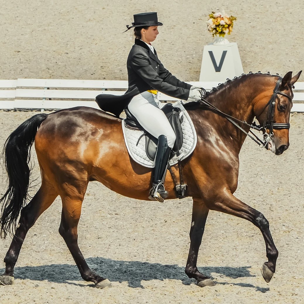 Corro 101: Dressage <br> Breaking Down “Equestrian Ballet” - Corro