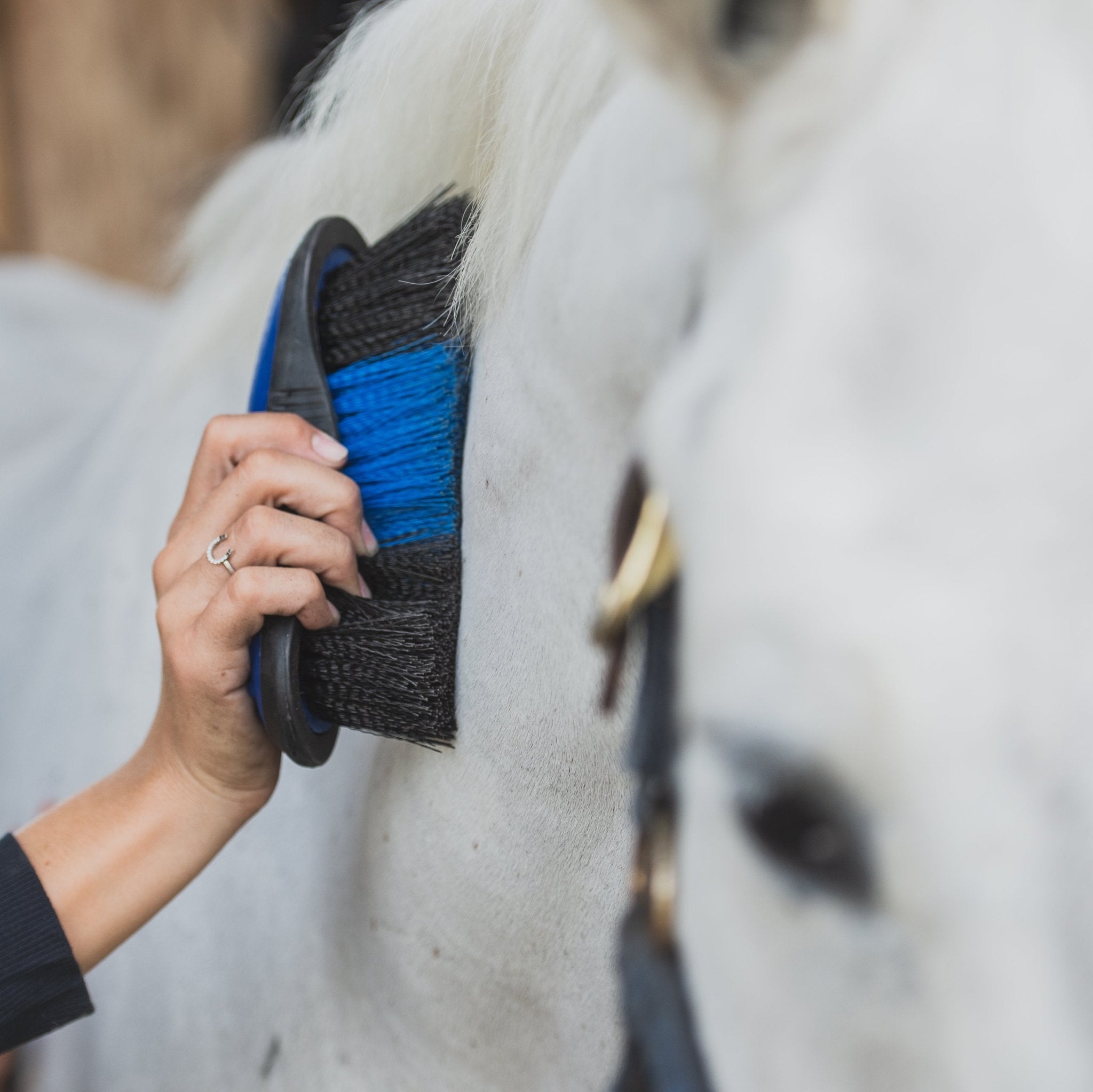 Corro Courses: How To Properly Clean Your Horse Brushes - Corro