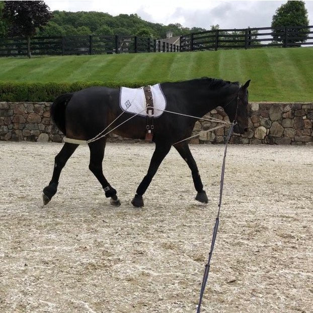 Corro Courses: Lunging 101<br>Presented By The PonyApp - Corro