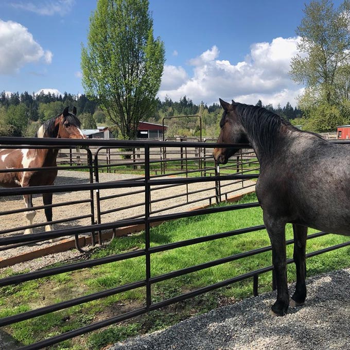 #CorroCares Spotlight: Save A Forgotten Equine - Corro