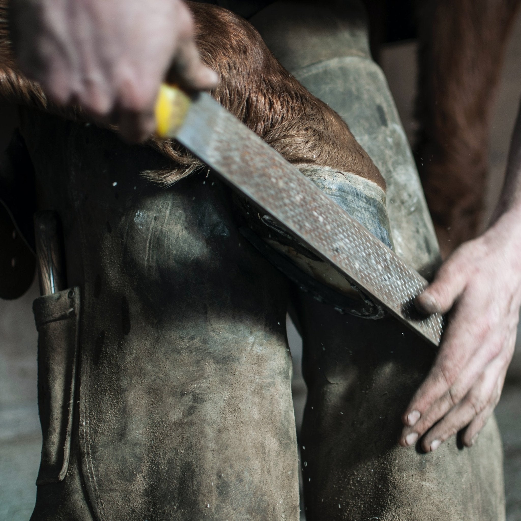 Does The Shoe Fit? 5 Tips For Choosing The Best Farrier For You & Your Horse - Corro