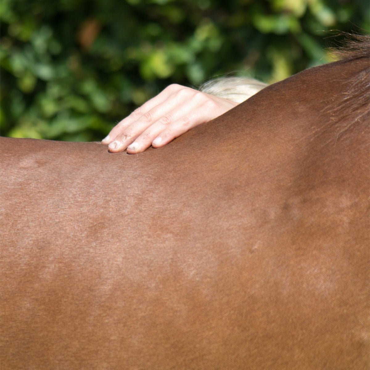 Equine Kissing Spine: What Is It & Why It's No Longer a Career-Ending Condition - Corro