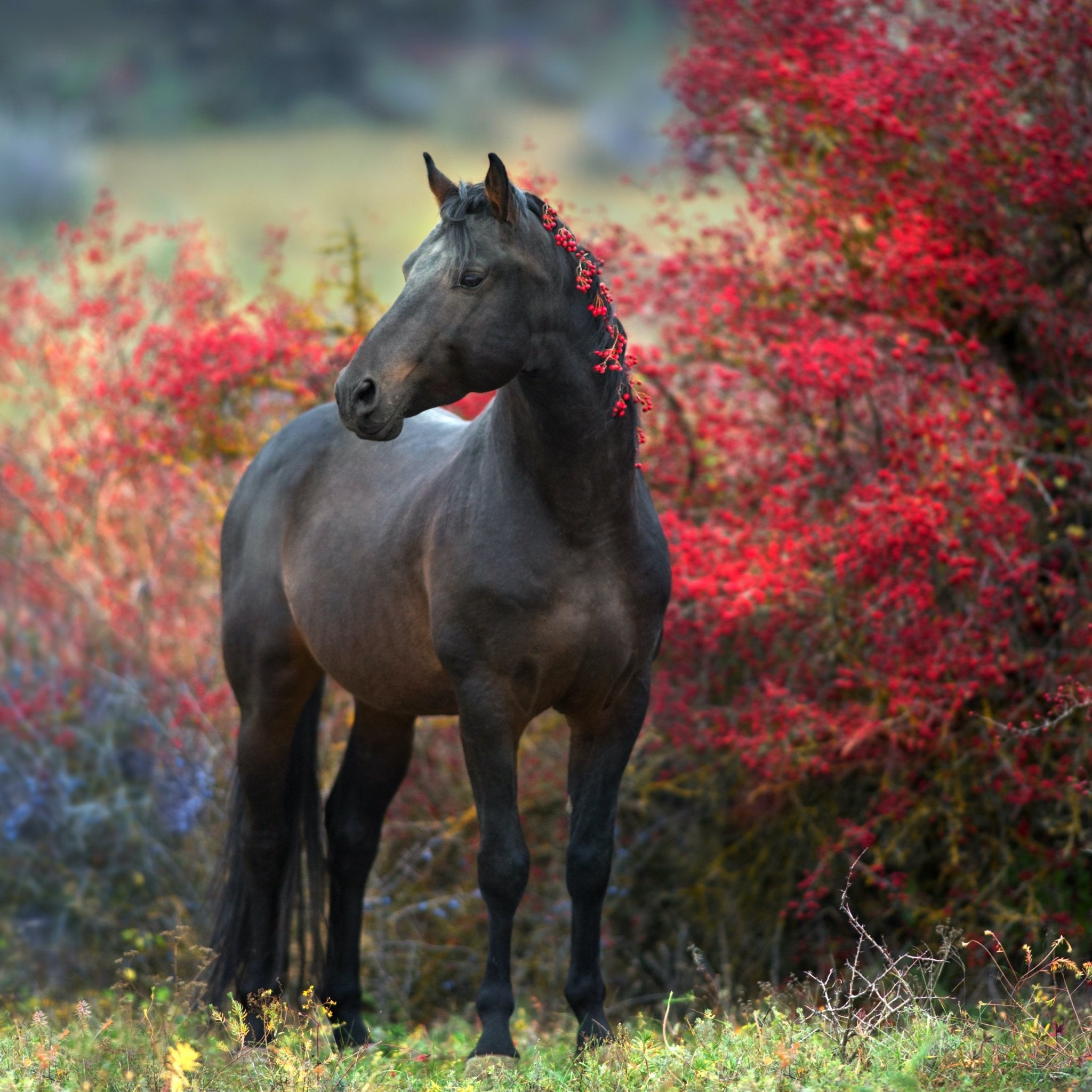 Help Your Horse Smoothly Transition into Fall with These Horse Care Tips & Tricks - Corro