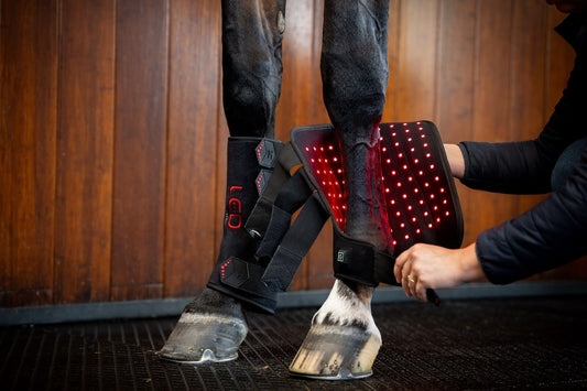 Peak Performance on the Winter Show Circuit: Recovery Strategies for Elite Equine Athletes
