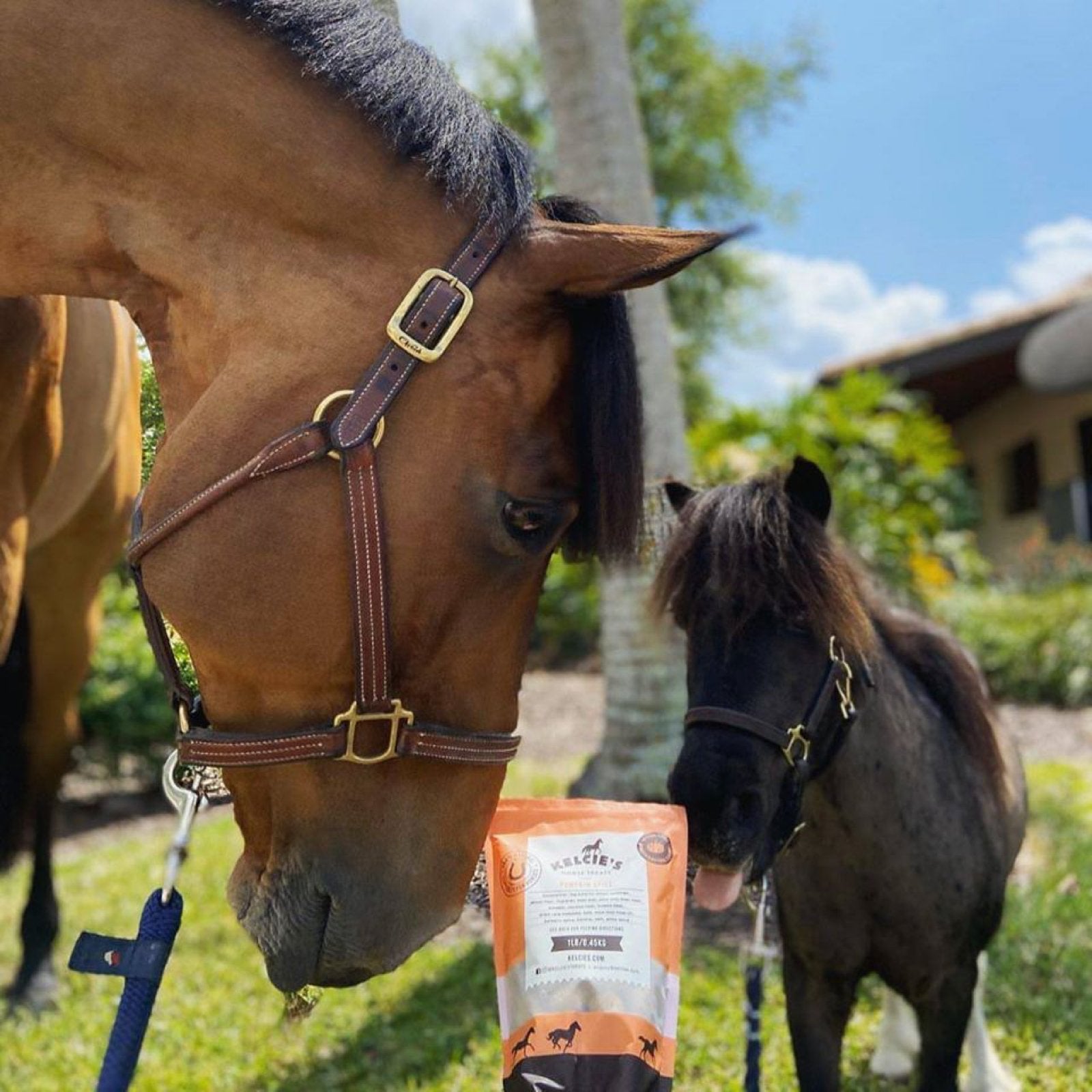 Meet Your Horse’s New Favorite Horse Treat – Kelcie’s Horse Treats Are Bringing Both Insights & New Ingredients To The Horse Cookie Game - Corro