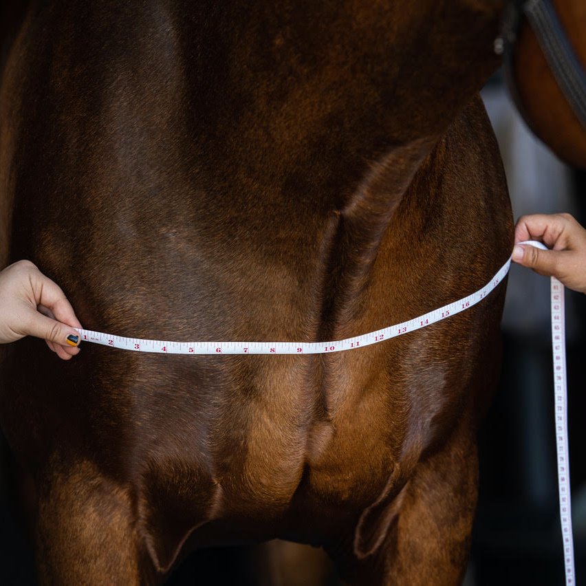 The Ultimate Guide To Measuring Your Horse For Blankets, Sheets, And Coolers - Corro