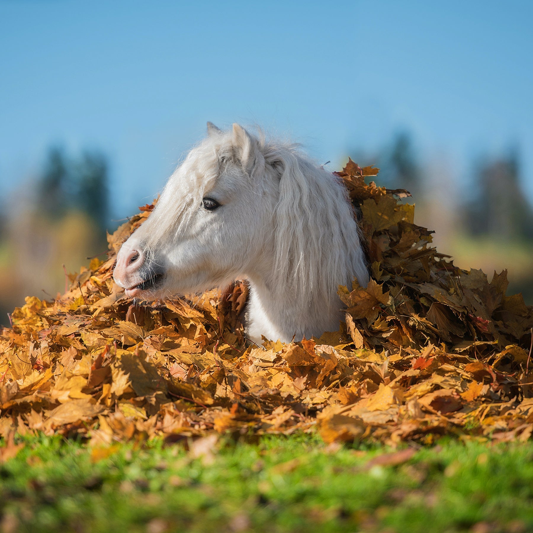 Update Your Horse Care Routine with These Top Products for Fall - Corro