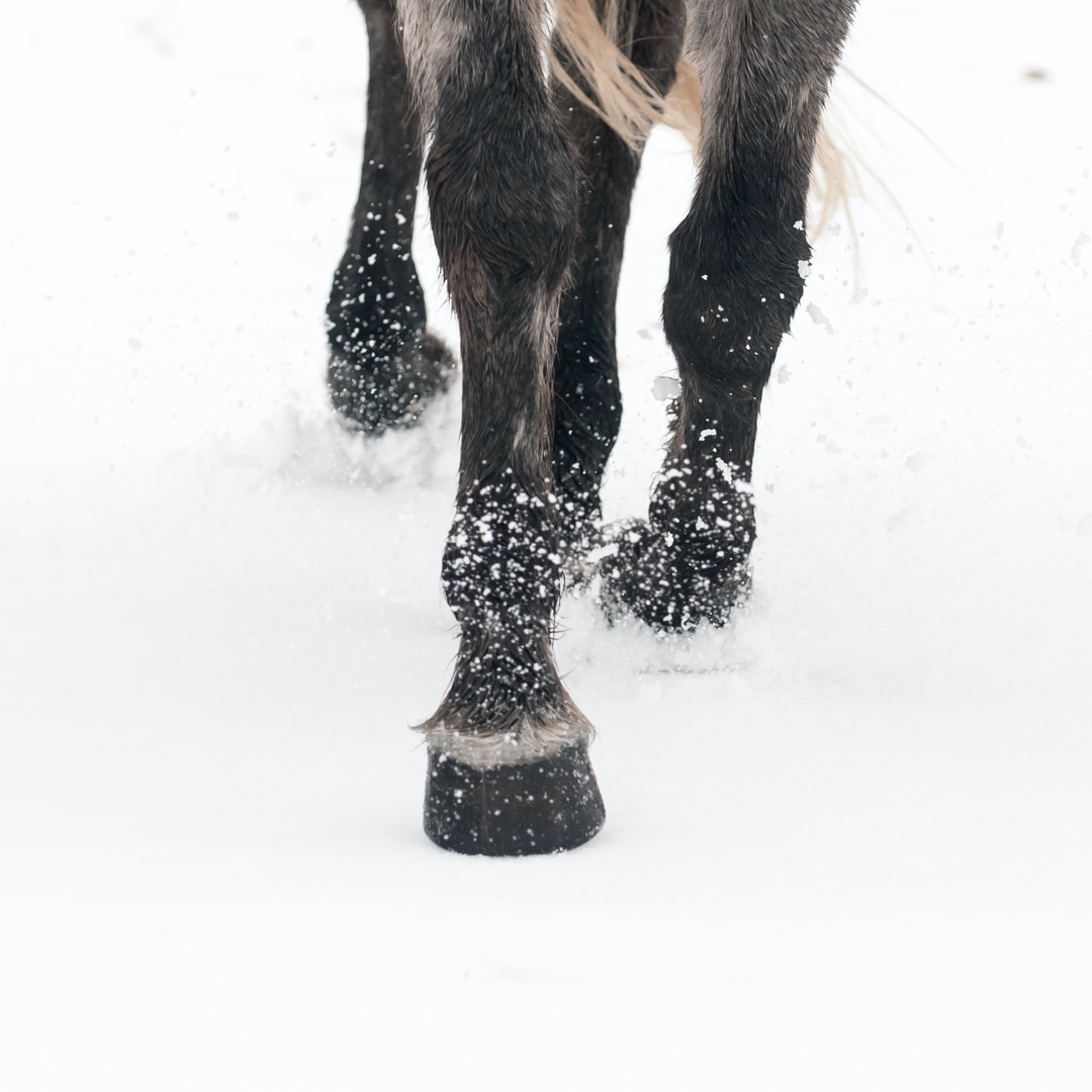 Caring for Your Horse's Hooves During Winter