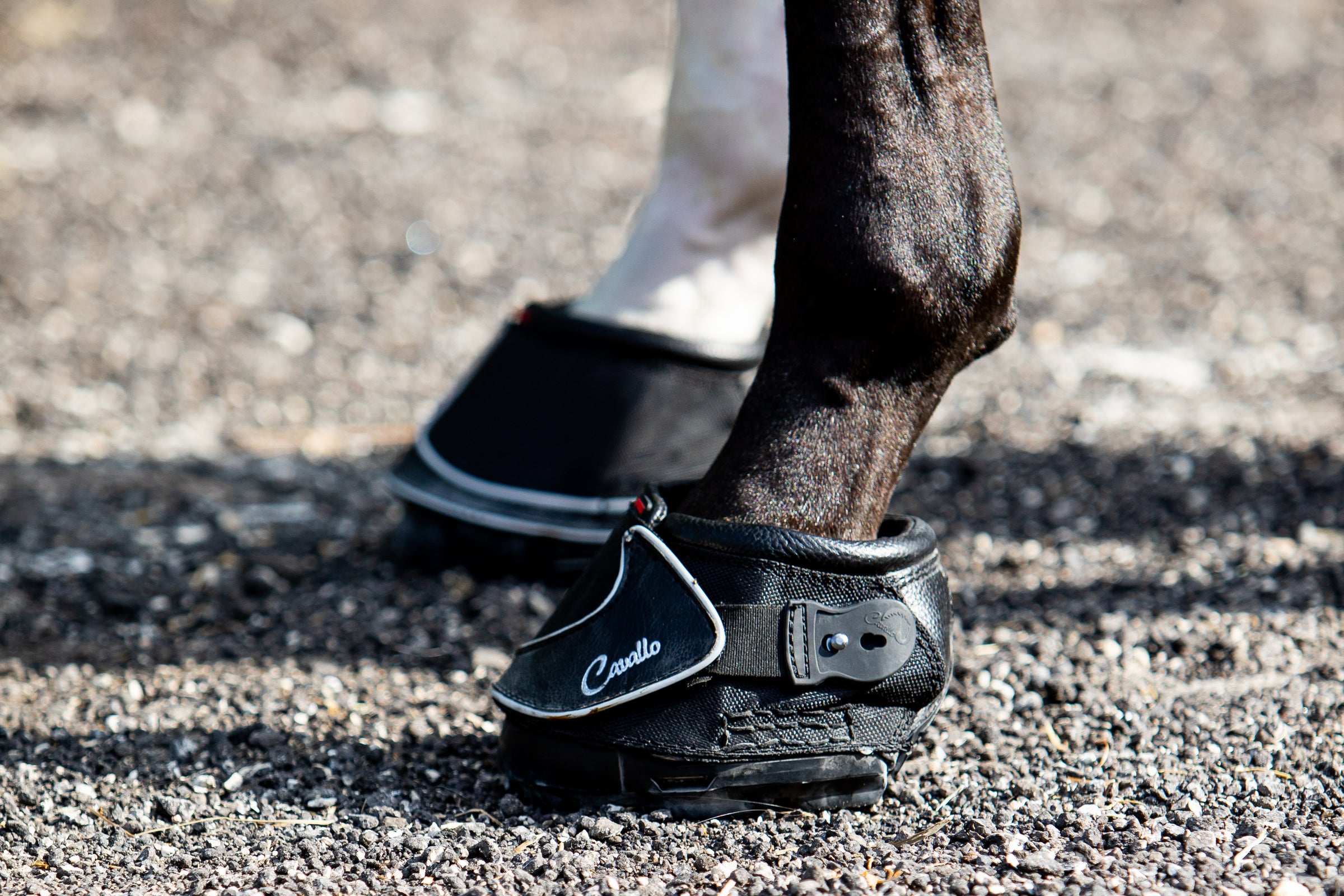 Cavallo Boots