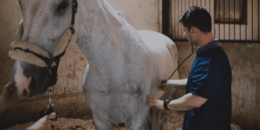 Horse Health