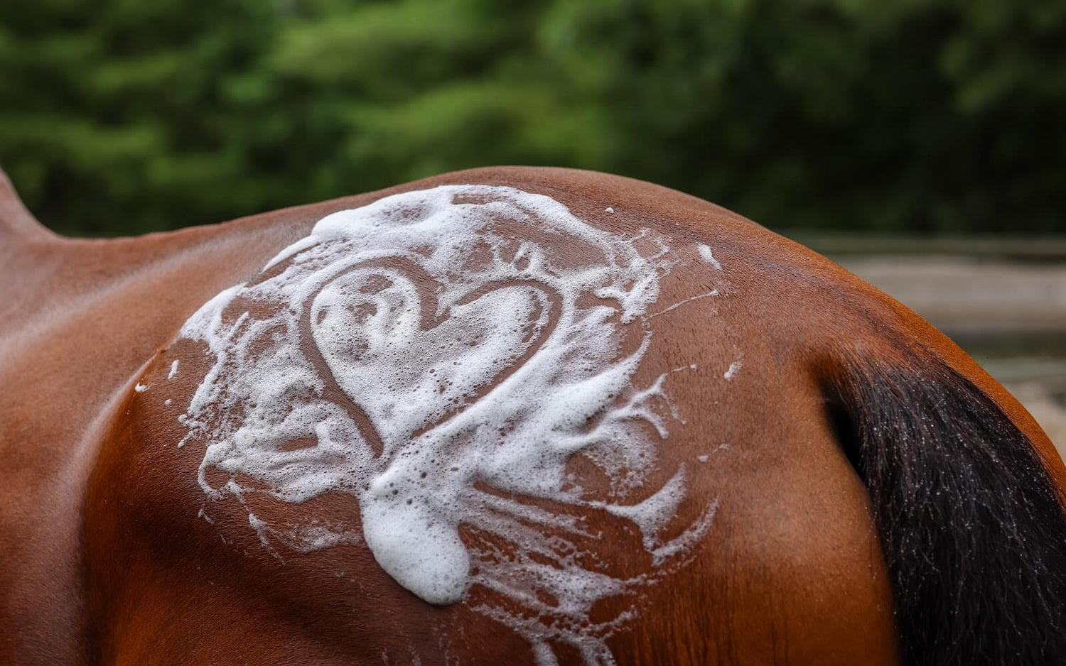 Wellness & Health Supplements