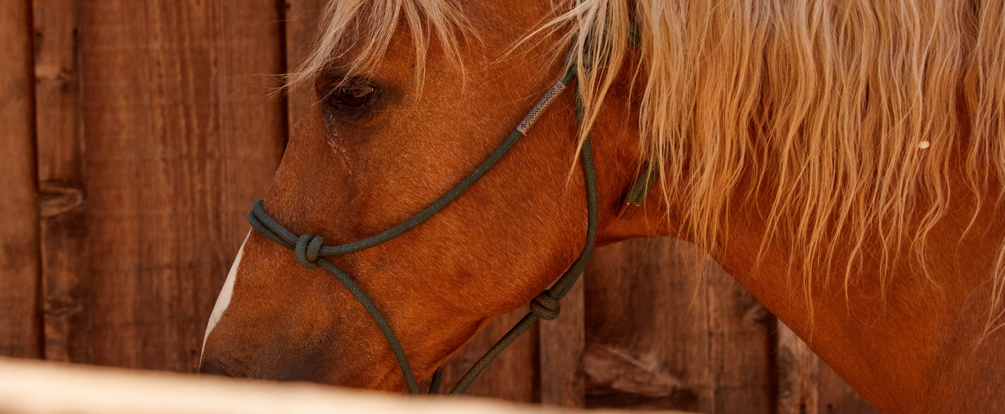 Stable Tack & Equipment