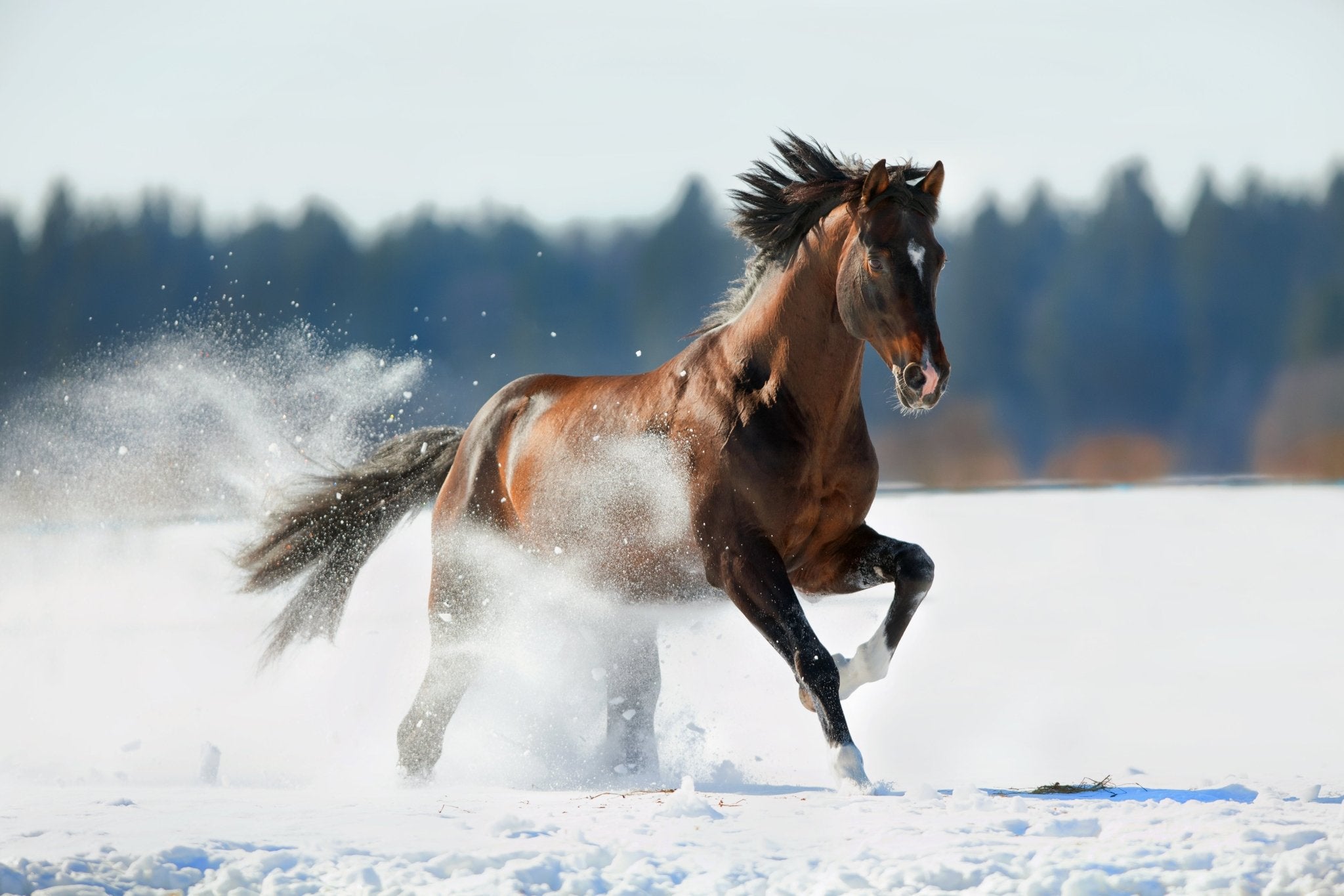 Winter Barn Essentials - Corro