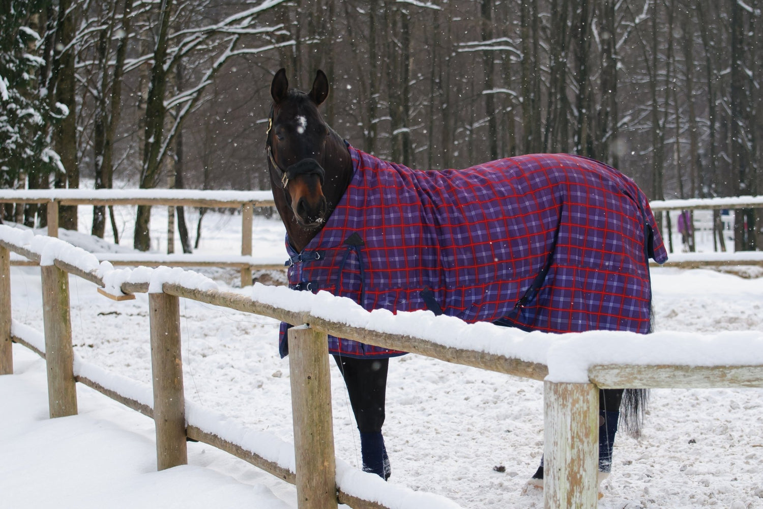 Winter Gut Health Essentials - Corro