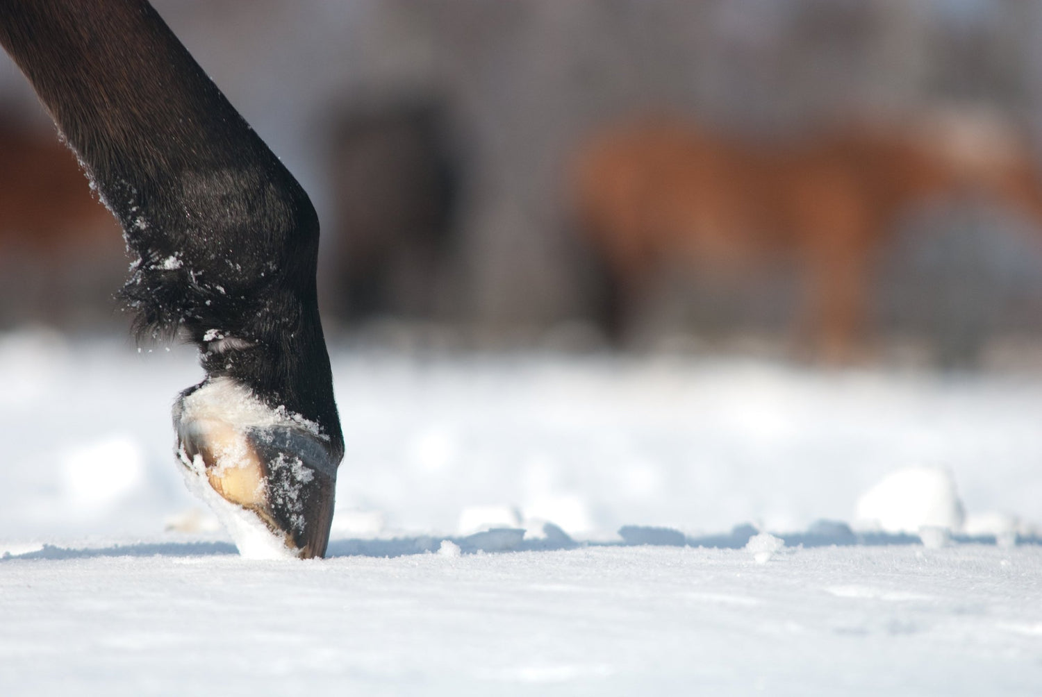 Winter Hoof Health - Corro
