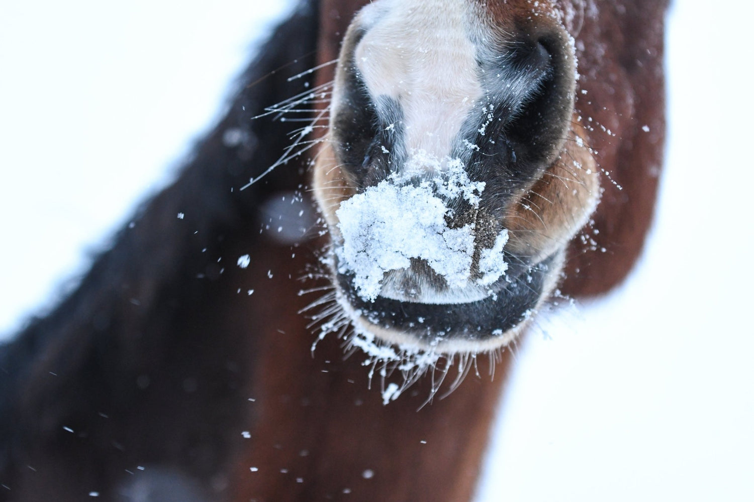 Winter Horse Care Essentials - Corro