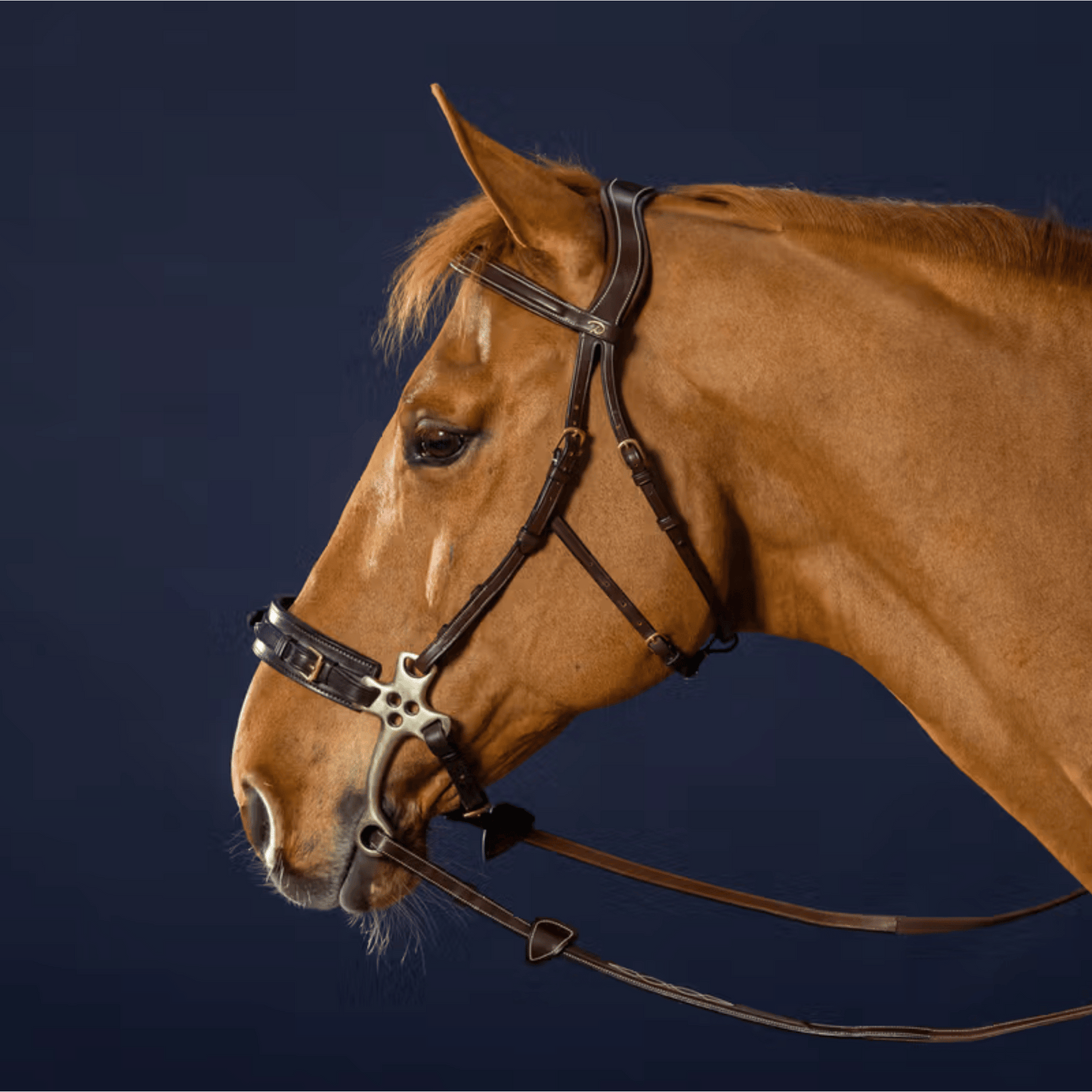 Dy'on Hackamore Bridle D Collection