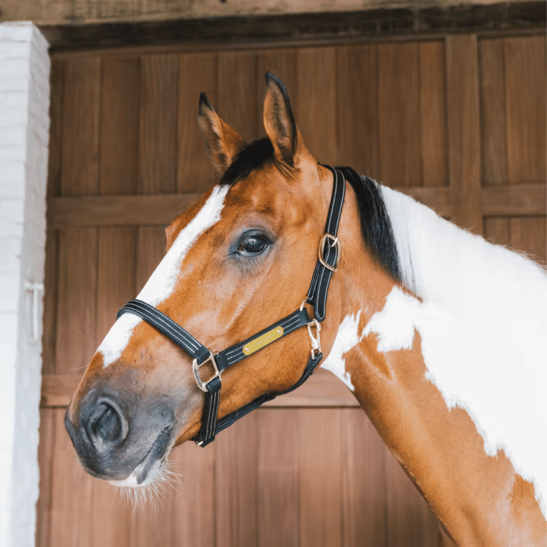 Kentucky Horsewear Wellington Leather Halter