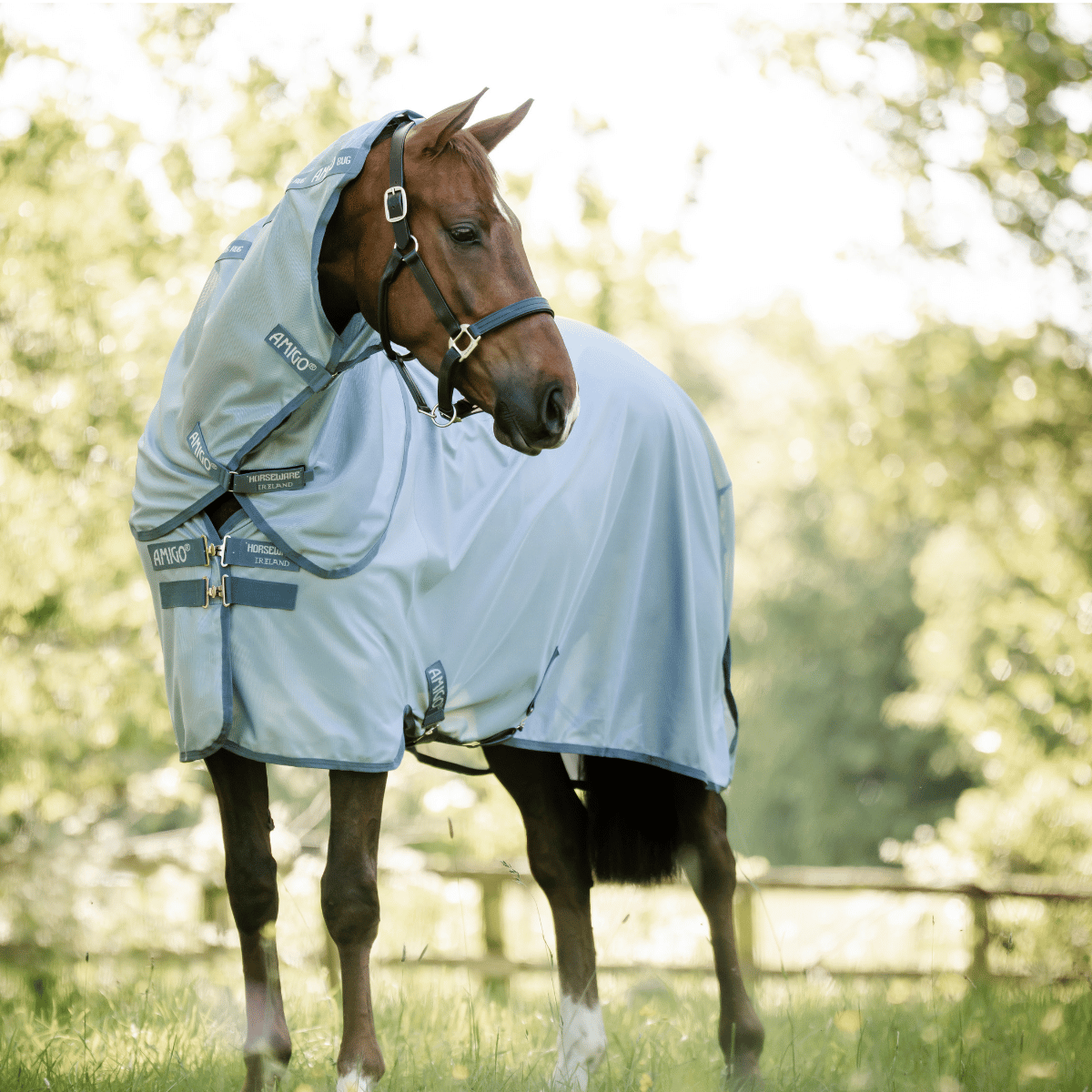 Horse wearing a light grey fly sheet in a grassy field with trees in the background