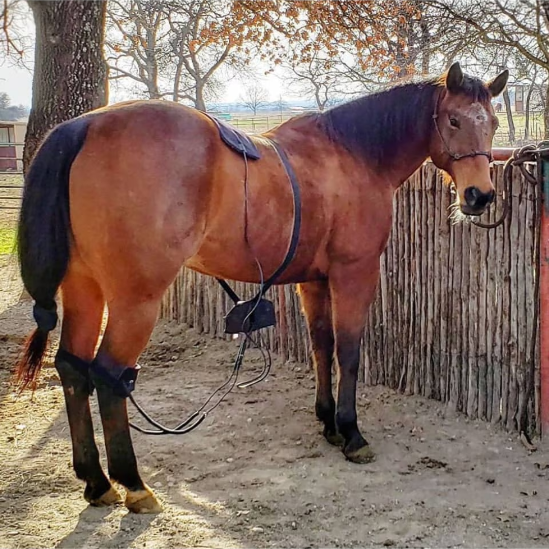 RevitaVet IR2 Complete