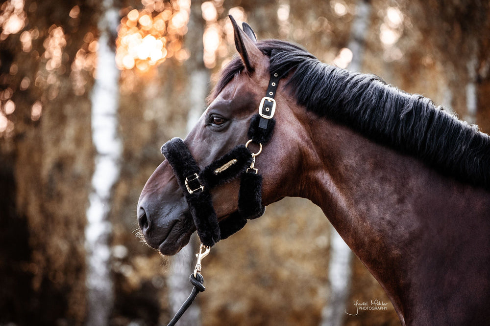 Kentucky Horsewear Sheepskin Shipping Halter