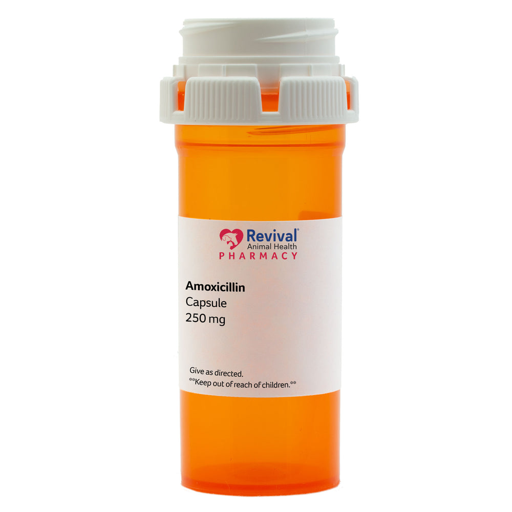 Amoxicillin Capsules
