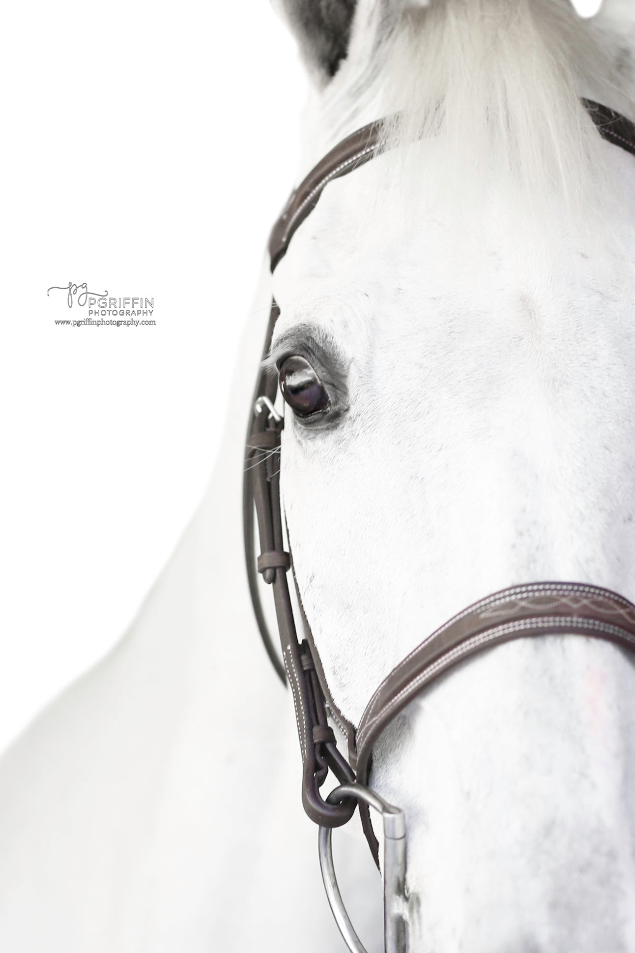 Belle and Bow Sugarbrook Bridle Wide Noseband