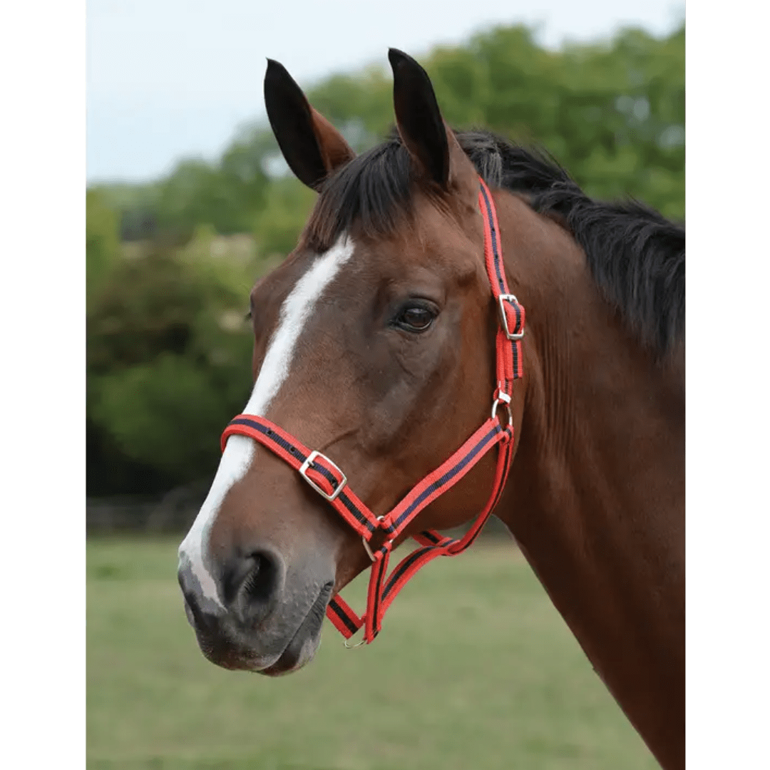 Roma Headcollar Lead Set Navy Full Corro