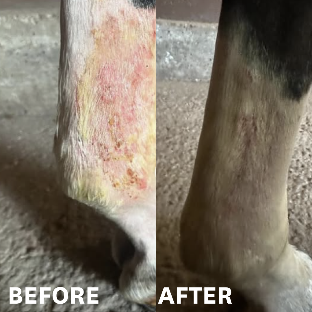 Corro Mud Fever Foam Cleanser