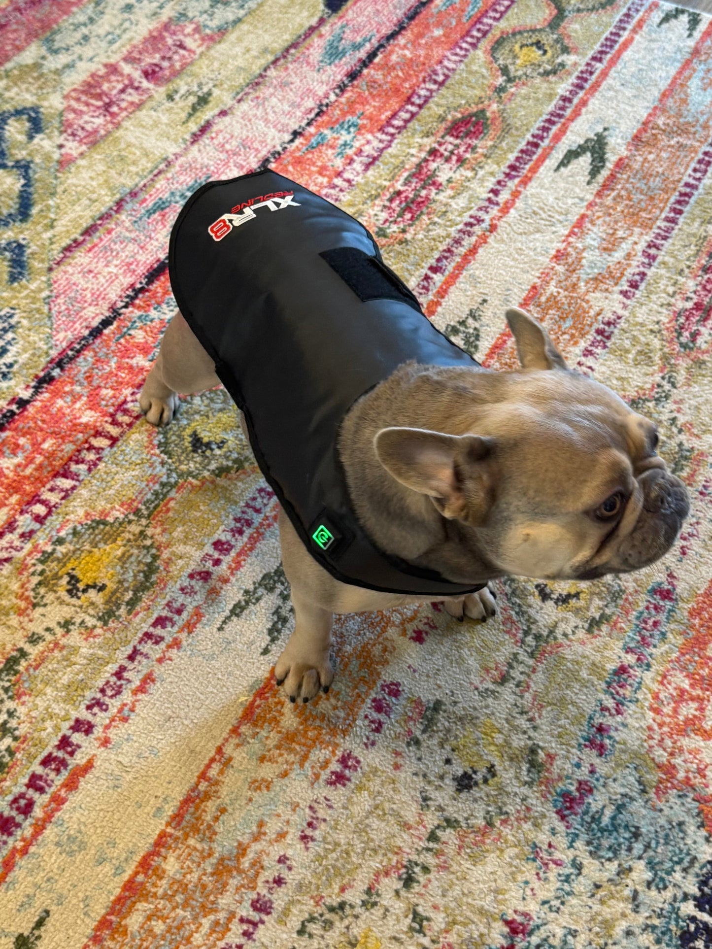 XLR8 Equine Redline Dog Wrap- Small