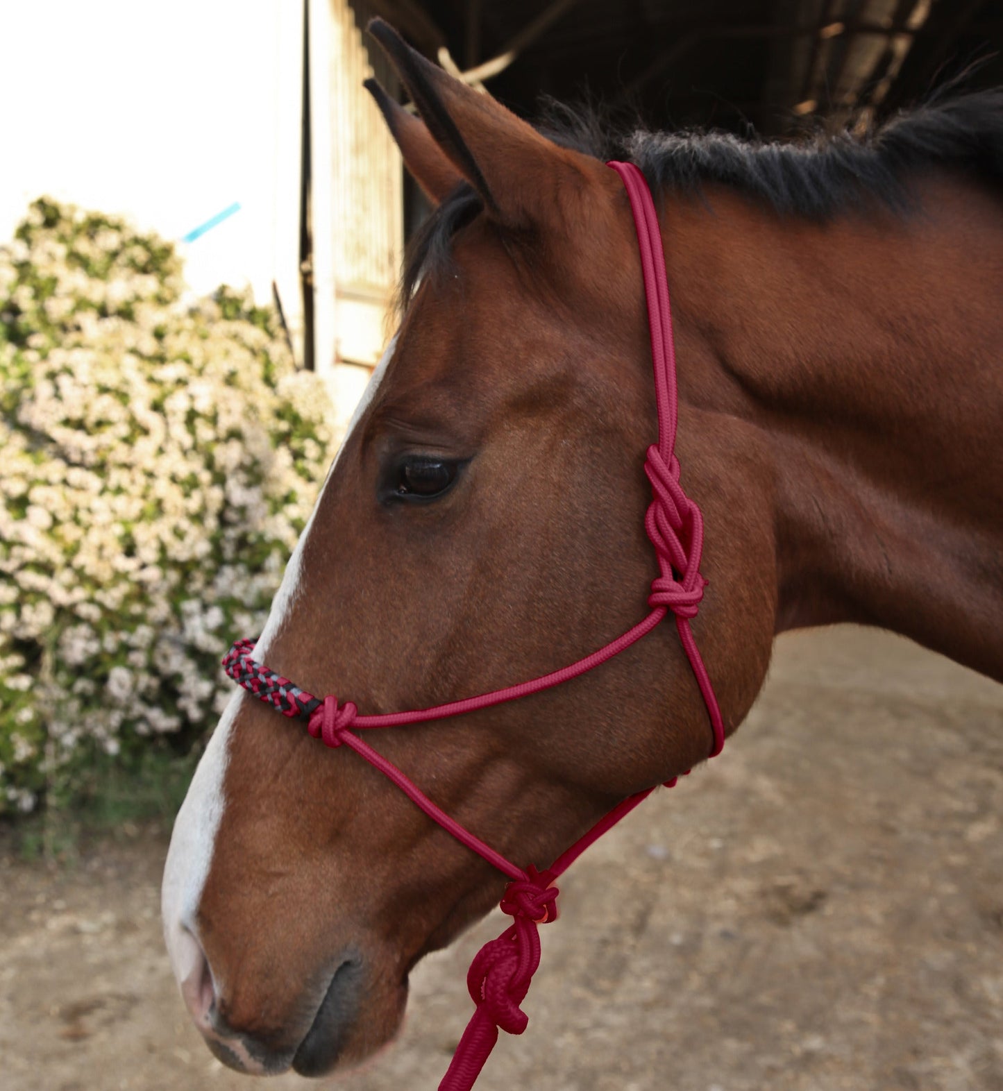 Kensington Clinician Rope Halter