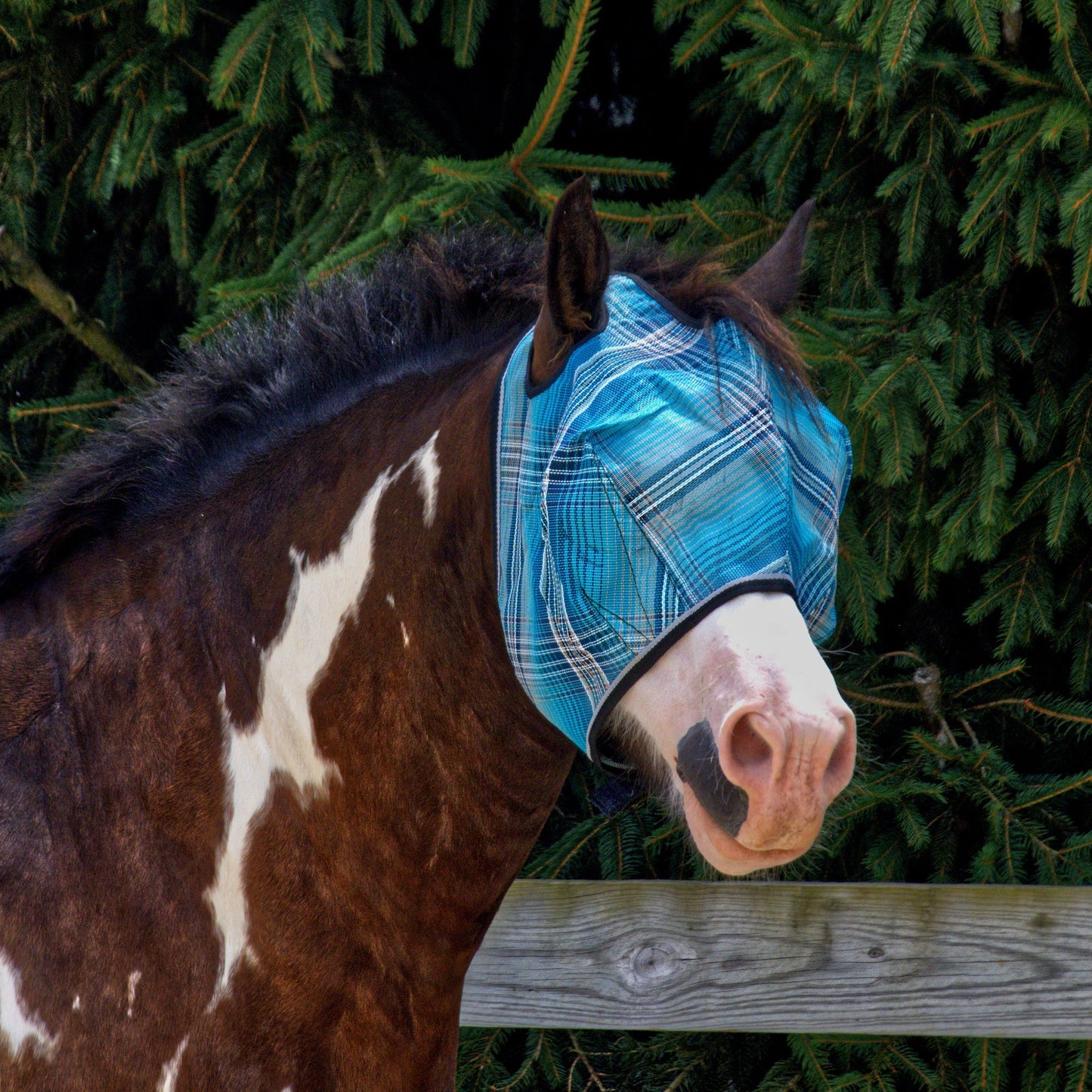 Kensington Draft Fly Mask with Web Trim - Dual Ear Holes - 73% UV Blocking