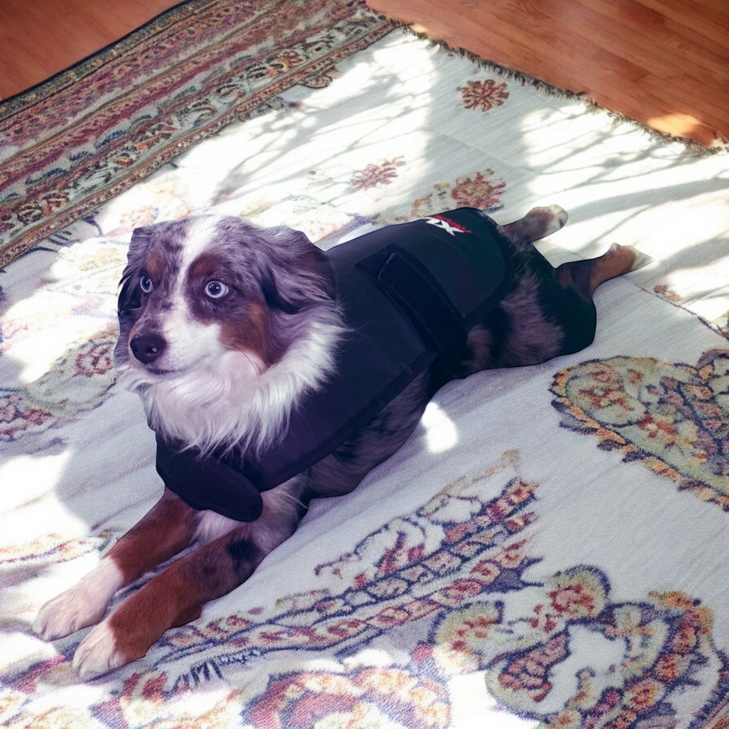 XLR8 Equine Redline Dog Wrap- Small