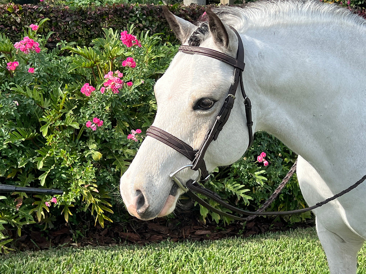 Belle and Bow Sugarbrook Bridle Wide Noseband